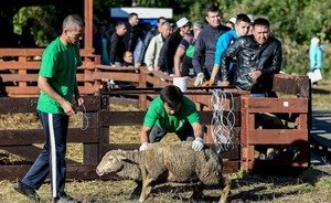 В Казани определены места для жертвоприношения животных на Курбан-байрам