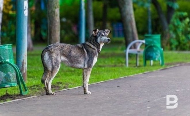 Исследование: 60% опрошенных жителей Татарстана считают опасной ситуацию с бездомными собаками