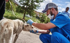 Сегодня в казанский поселок Юдино приедет мобильный пункт вакцинации и стерилизации собак