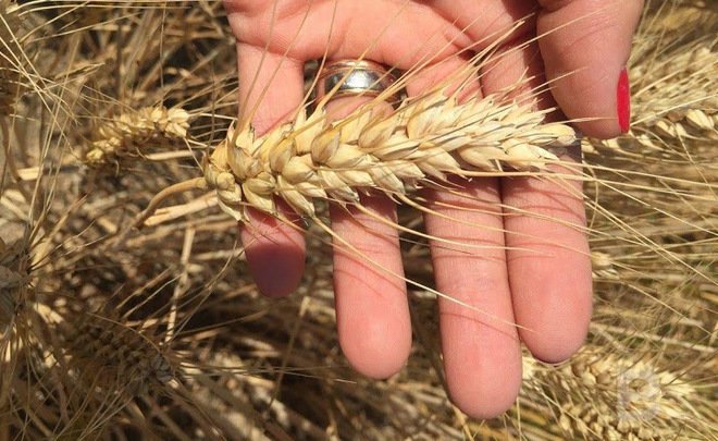 Минсельхоз не ожидает повышения цен на зерно в ближайшее время