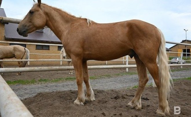 Первый конный пробег Татарстан — Алтай стартует в Казани 24 июля