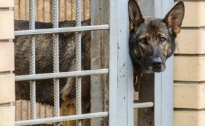 В Елабуге прокуратура требует выплатить деньги отловщикам бездомных собак
