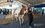 Поголовье крупного рогатого скота в Татарстане продолжает уменьшаться