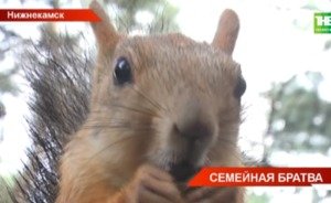 В парк Нижнекамска завезли белок взамен погибших — видео