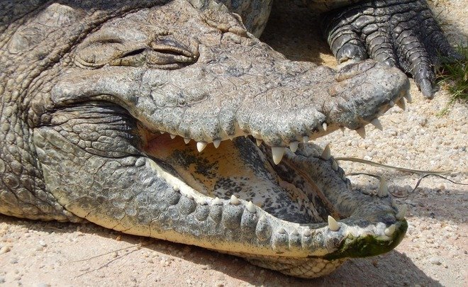 Татарстанская таможня передала музею незаконно ввезенные чучела крокодилов