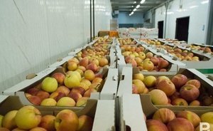 Правительство снизило НДС на фрукты и ягоды