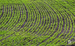 Глава Минсельхозпрода Татарстана о состоянии озимых культур: «Это уже будет ясно весной»