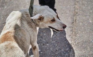 В России появится резолюция о формировании правильного отношения к бездомным животным