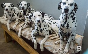 Кинологи рассказали, почему собак нельзя держать на цепи