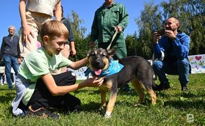 В двух сельских поселениях Татарстана отменили карантин по бешенству животных