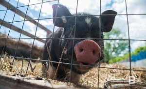 Вирус африканской чумы свиней может прийти в Татарстан из Ульяновской области — видео