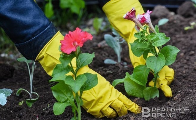 До конца сентября в Елабуге проведут масштабное озеленение