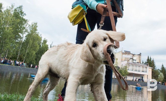 Сегодня в Казани охотники выйдут на митинг со своими собаками