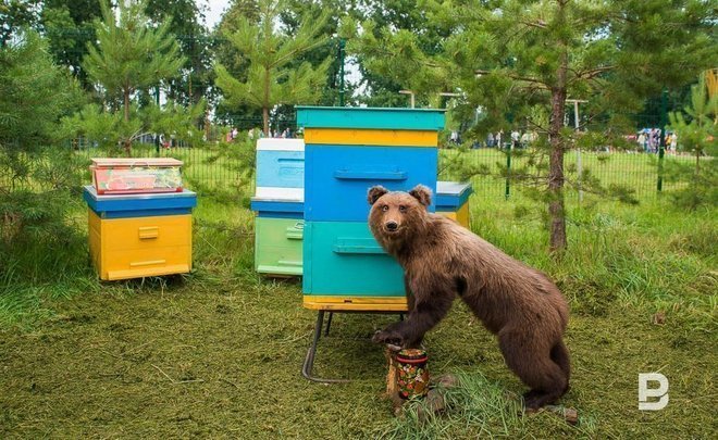 В Татарстане отменили гонки по бездорожью из-за большого количества медведей