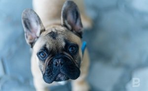 Кинологи заявили о необходимости обязательного экзамена для россиян, желающих завести собаку