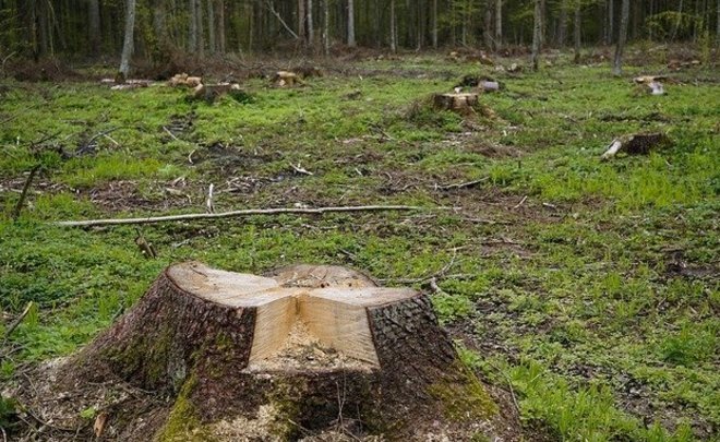 Минлесхоз РТ добивается разрешения на рубку спелых и переспелых деревьев