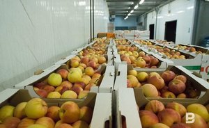 В Госдуме предложили запретить уничтожать санкционные продукты