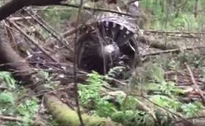 СМИ опубликовали видео с места падения военного самолета под Москвой