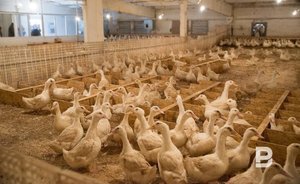 Экономический ущерб от птичьего гриппа в Татарстане превысил 200 млн рублей