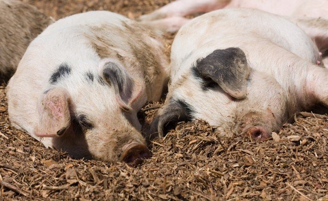 Россельхознадзор РТ оштрафовал свиноводческие хозяйства на более чем 600 тысяч рублей