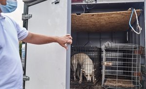 В Казани на содержание и регулирование численности бездомных животных выделят 24,5 млн рублей