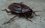 Студенты челнинского техникума пожаловались на тараканов в учреждении