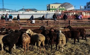 Как пройдет Курбан-байрам в Татарстане в условиях коронавируса — видео