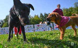«Многие случаи по бездомным животным до прессы не доходят»