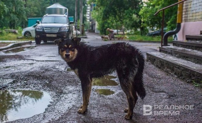 В Татарстане сократилось число пострадавших от укусов собак