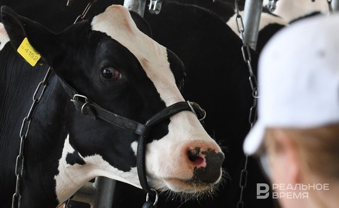 В Татарстане продолжает уменьшаться поголовье крупного рогатого скота