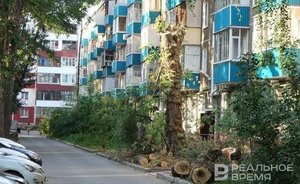 В Казани временно приостановили работы по обрезке ряда деревьев