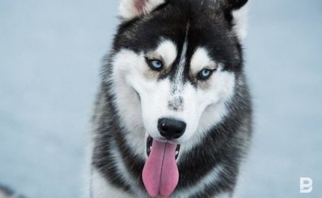 В Татарстане планируется строительство приютов для животных на 250 мест