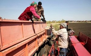 Минсельхозпрод РТ: режим ЧС из-за жары и засухи введен в 42 районах Татарстана