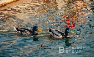 В Татарстане открыли сезон охоты на водоплавающую дичь с подружейными собаками и ловчими птицами
