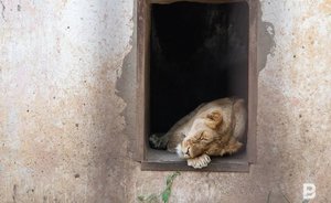 Мэр Челнов поручил разработать проект реконструкции зоопарка при конноспортивной школе «Тулпар»