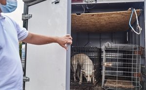 В Татарстане с начала года зафиксировали 1,2 тысячи случаев нападения бродячих животных на людей