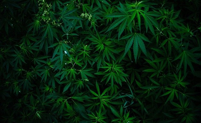 марихуана поле