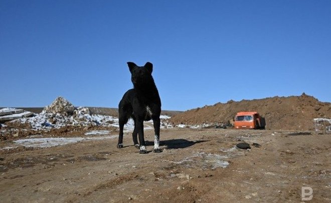 Курултай Башкирии предложил считать бездомных собак дикими животными
