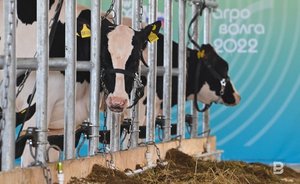 В Татарстане сокращается поголовье крупного рогатого скота