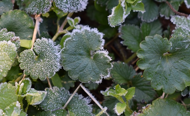 МЧС предупредило о заморозках и мокром снеге в 19 регионах Центрального и Приволжского федеральных округов