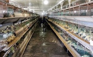 ВОЗ следит за ситуацией с птичьим гриппом в России