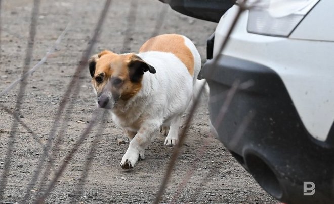 Терапевт рассказала о влиянии домашних животных на самочувствие хозяев