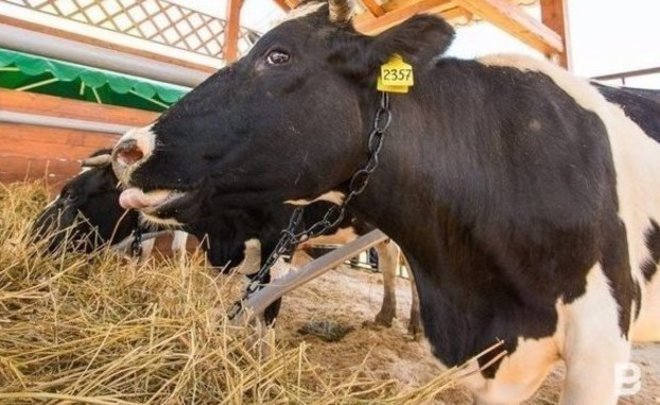 В Татарстане отменили карантин по заболеваемости скота в селах Сармановского района