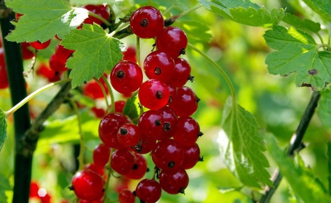 В мэрии Челнов опровергли сообщения о штрафе пенсионерке за ведро смородины