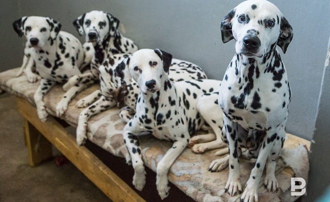 В Госдуме предложили ввести штрафы за выброшенных животных до 30 тысяч рублей