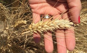 Аграрии Татарстана обратились к властям с просьбой о помощи во время кризиса