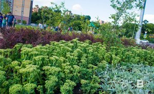 На озеленение Мензелинска потратят полтора миллиона рублей