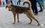Глава Зеленодольского района РТ поручил вести мониторинг бродячих собак после нападения животных на ребенка