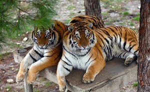 Башкирские депутаты предложили запретить передвижные зоопарки