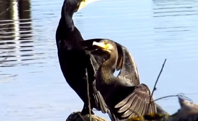 В Татарстане предложили разрешить охотиться на бакланов